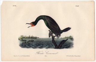 1840ǯ Audubon Birds of America Pl.417  ߥߥҥᥦ Florida Cormorant