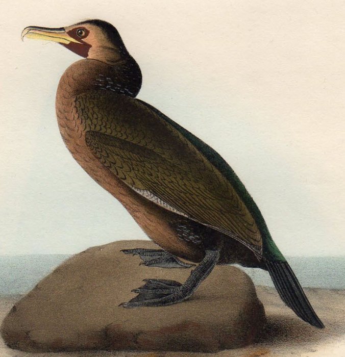博物画 オーデュボン アメリカの鳥類 audubon