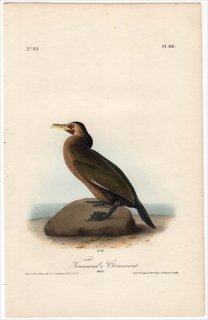 1840年 Audubon Birds of America Pl.418 ウ科 アオノドヒメウ Townsend's Cormorant