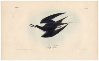 1840年 Audubon Birds of America Pl.432 カモメ科 アジサシ属 セグロアジサシ Sooty Tern