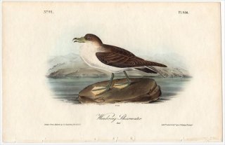 1840ǯ Audubon Birds of America Pl.456 ߥʥɥ ߥʥɥ° ߥʥɥ Wandering Shearwater ͺ