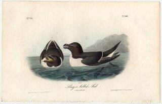 1840年 Audubon Birds of America Pl.466 ウミスズメ科 オオハシウミガラス属 オオハシウミガラス Razor billed Auk