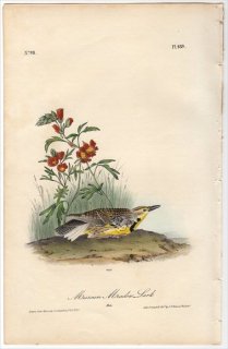 1840年 Audubon Birds of America Pl.489 ムクドリモドキ科 ニシマキバドリ Missouri Meadow Lark
