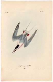 1840年 Audubon Birds of America Pl.437 カモメ科 アジサシ属 ベニアジサシ Roseate Tern 雄
