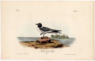 1840年 Audubon Birds of America Pl.441 カモメ科 クビワカモメ属 クビワカモメ Fork-tailed Gull