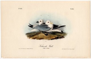 1840ǯ Audubon Birds of America Pl.444  ߥĥӥ° ߥĥӥ Kittiwake Gull