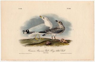 1840年 Audubon Birds of America Pl.446 カモメ科 カモメ属 クロワカモメ Common American Gull