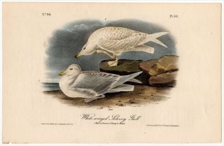 1840年 Audubon Birds of America Pl.447 カモメ科 カモメ属 アイスランドカモメ White-winged Silvery Gull