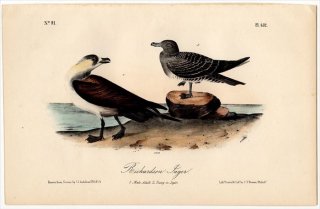 1840年 Audubon Birds of America Pl.452 トウゾクカモメ科 トウゾクカモメ属 クロトウゾクカモメ Richardson's Jager