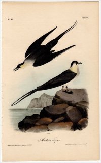 1840ǯ Audubon Birds of America Pl.453 ȥ ȥ° ϥȥ Arctic Jager