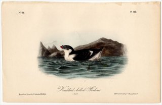 1840ǯ Audubon Birds of America Pl.468 ߥ ȥեߥ° ߥ Knobbed-billed Phaleris