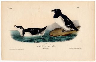 1840ǯ Audubon Birds of America Pl.469 ߥ ҥᥦߥ° ҥᥦߥ Little Auk