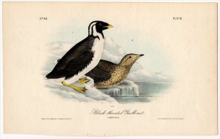 1840ǯ Audubon Birds of America Pl.470 ߥ ߥ° ߥ Black-throated Guillemot