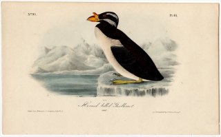 1840年 Audubon Birds of America Pl.471 ウミスズメ科 ウトウ属 ウトウ Horned billed Guillemot