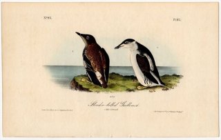 1840年 Audubon Birds of America Pl.475 ウミスズメ科 マダラウミスズメ属 マダラウミスズメ Slender-billed Guillemot