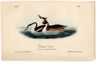 1840年 Audubon Birds of America Pl.479 カイツブリ科 カンムリカイツブリ属 カンムリカイツブリ Crested Grebe