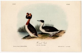 1840年 Audubon Birds of America Pl.481 カイツブリ科 カンムリカイツブリ属 ミミカイツブリ Horned Grebe