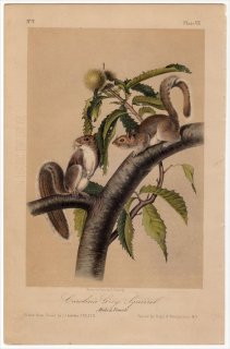 1849年 Audubon Quadrupeds of North America Pl.VII リス科 リス属 トウブハイイロリス Carolina Gray Squirrel