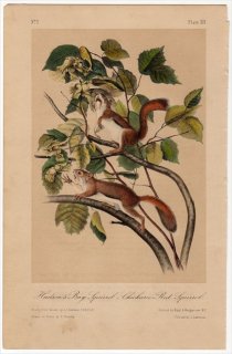 1849年 Audubon Quadrupeds of North America Pl.XIV リス科 リス属 キタリス Hudson's Bay Squirrel