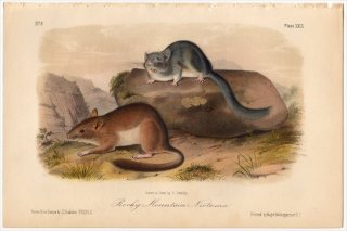 1849年 Audubon Quadrupeds of North America Pl.XXIX キヌゲネズミ科 モリネズミ属 フサオモリネズミ Rocky Mountain Neotoma