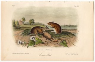 1851年 Audubon Quadrupeds of North America Pl.XXX キヌゲネズミ科 コットンラット属 コットンラット Cotton Rat