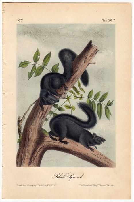最も信頼できる 1851年 Audubon リス科 Pl.XXXIV America North of Quadrupeds 版画
