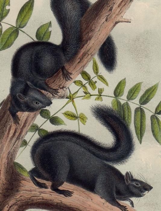 年末のプロモーション大特価！ North of Quadrupeds Audubon 1851年 America リス科 Pl.XXXIV 版画