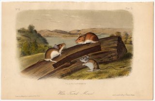 1851ǯ Audubon Quadrupeds of North America Pl.XL ̥߲ͥ ͥ° ͥ White Footed Mouse