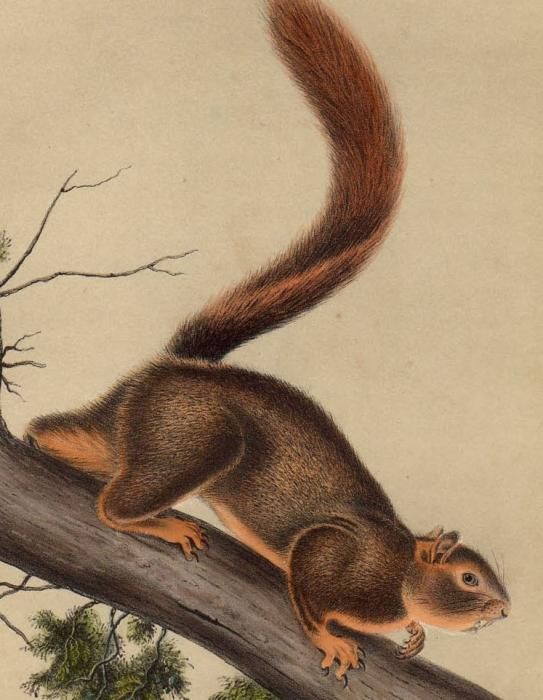 1851年 Audubon Quadrupeds Of North America Pl Lv リス科 リス属 コクモツリス Red Tailed Squirrel アンティークプリント ボタニカルアート 博物画の通販サイト Spirito Di Artigiano