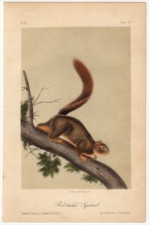 1851年 Audubon Quadrupeds of North America Pl.LV リス科 リス属 コクモツリス Red tailed Squirrel