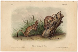 1851年 Audubon Quadrupeds of North America Pl.LIX イタチ科 イタチ属 オコジョ White Weasel Stoat