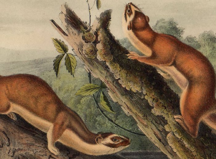 1851年 Audubon Quadrupeds of North America Pl.LX イタチ科 イタチ属 オナガオコジョ Bridled  Weasel - アンティークプリント 博物画 ボタニカルアートの通販サイト Spirito di Artigiano