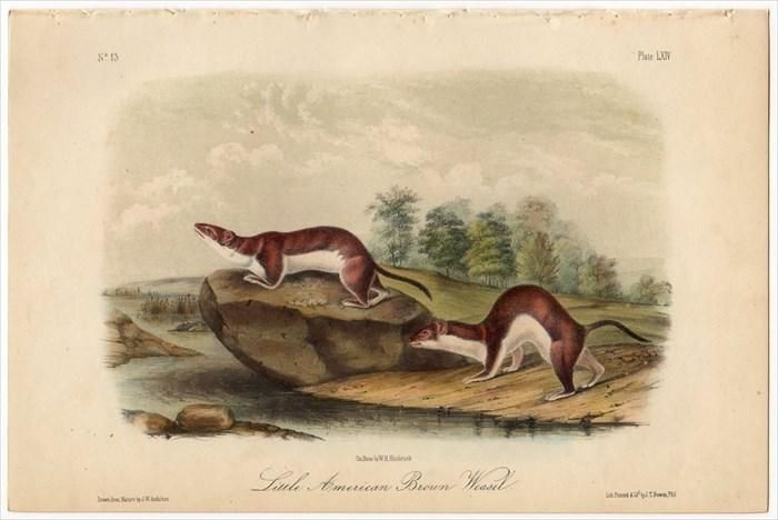 独特な店 Audubon 1851年 Quadrupeds イタチ科 Pl.LXIV America North of 版画