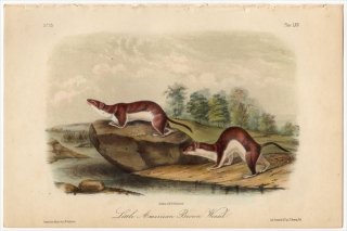 1851ǯ Audubon Quadrupeds of North America Pl.LXIV  ° ʥ Little American Brown Weasel