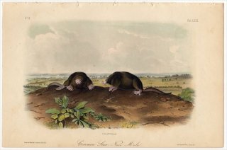 1851年 Audubon Quadrupeds of North America Pl.LXIX モグラ科 ホシバナモグラ属 ホシバナモグラ Common Star Nosed Mole