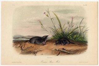 1851ǯ Audubon Quadrupeds of North America Pl.LXXIV ⥰ ⥰ҥߥ° ⥰ҥߥ Brewer's Shrew Mole