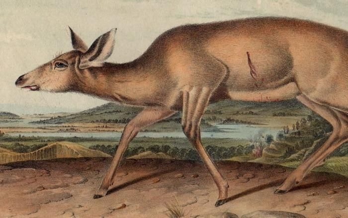 1851年 Audubon Quadrupeds of North America Pl.LXIV イタチ科
