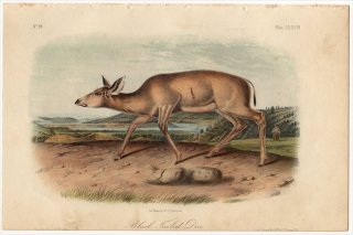 1851年 Audubon Quadrupeds of North America Pl.LXXVIII シカ科 オグロジカ属 オグロジカ Black Tailed Deer