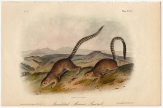1851年 Audubon Quadrupeds of North America Pl.LXXIX リス科 ジリス属 Annulated Marmot Squirrel