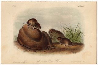 1851年 Audubon Quadrupeds of North America Pl.LXXX ネズミ科 ハタネズミ属 Leconte's Pine Mouse