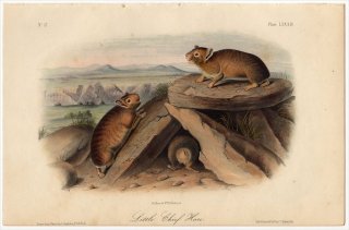 1851ǯ Audubon Quadrupeds of North America Pl.LXXXIII ʥ ʥ° ꥫʥ Little Chief Hare