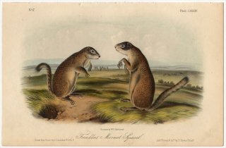 1851ǯ Audubon Quadrupeds of North America Pl.LXXXIV ꥹ ե󥯥󥸥ꥹ Franklin's Marmot Squirrel