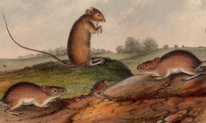 1851年 Audubon Quadrupeds of North America Pl.LXXXV トビ