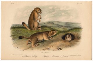 1851年 Audubon Quadrupeds of North America Pl.XCIX リス科 プレーリードッグ属 オグロプレーリードッグ Prairie Dog