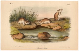 1851年 Audubon Quadrupeds of North America Pl.C キヌゲネズミ科 バッタマウス属 キタバッタマウス Missouri Mouse