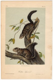 1854年 Audubon Quadrupeds of North America Pl.CIV リス科 リス属 コリーリス Collie's Squirrel