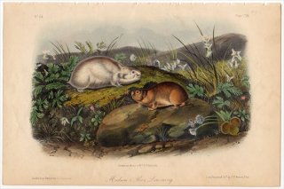 1854ǯ Audubon Quadrupeds of North America Pl.CXIX ̥߲ͥ ӥߥ° ֥ɥ륯ӥߥ Hudson's Bay Lemming