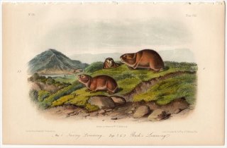 1854年 Audubon Quadrupeds of North America Pl.CXX キヌゲネズミ科 レミング属 カナダレミング Tawny Lemming