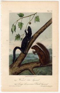 1854ǯ Audubon Quadrupeds of North America Pl.CLII ꥹ ꥹ° Weasel-like Squirrel