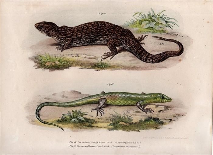 1860年 Fitzinger Bilder Atlas Fig.60 トカゲ科 キングイワ 1860年 Fitzinger Bilder Atlas Fig.60 トカゲ科 キングイワ